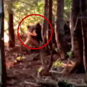 Rize'de ayı kurtarma operasyonunda yürekler ağza geldi